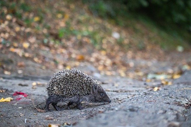 轻球员如郭 轻球员如郭